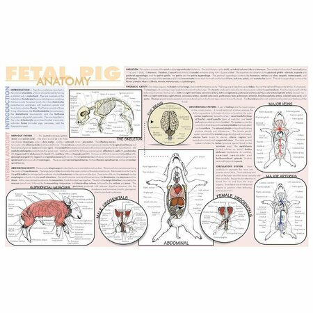 FREY SCIENTIFIC Laminated Dissection Mat, .02 Mil Thick, Fetal Pig Anatomy Print 420.5040.1